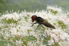 Chrysogaster solstitialis
