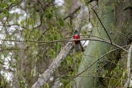 Ecuadoraanse trogon (Trogon mesurus)