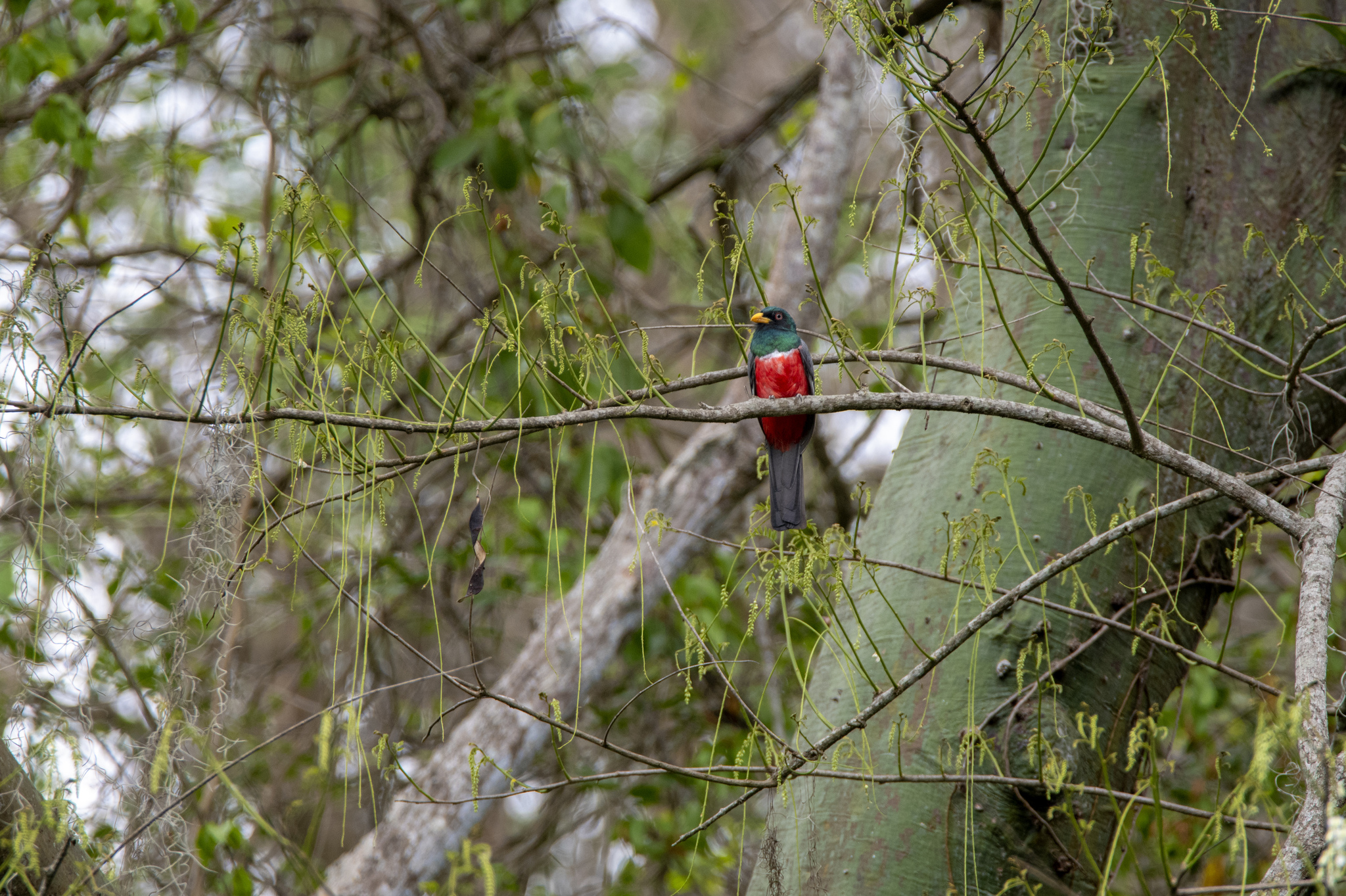 Ecuadorian Trogon (Trogon mesurus), photo 8