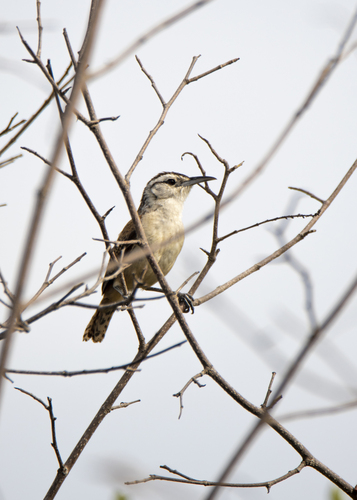 Superciliated Wren (Cantorchilus superciliaris), photo 5