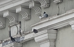 Columba livia domestica