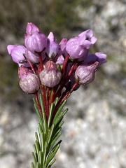 Erica obliqua