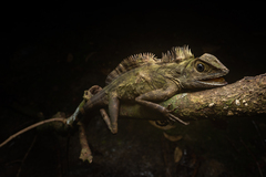 Gonocephalus bornensis