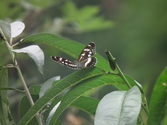 Limenitis