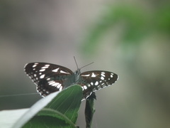 Limenitis