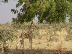 Giraffa camelopardalis peralta