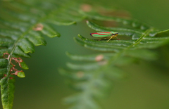 Graphocephala fennahi