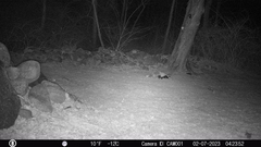 Mephitis mephitis nigra