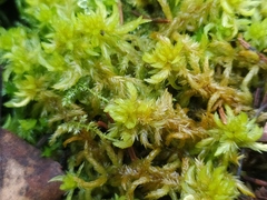 Sphagnum denticulatum