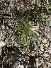 Carex planostachys