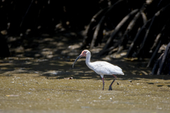 Eudocimus albus