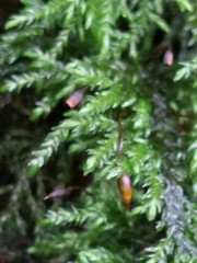 Thamnobryum alopecurum