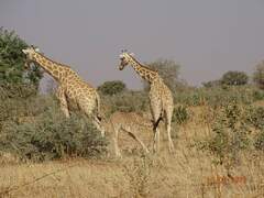 Giraffa camelopardalis peralta