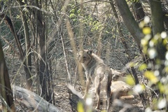 Canis aureus indicus