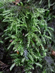 Thamnobryum alopecurum