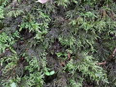 Thamnobryum alopecurum