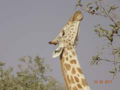 Giraffa camelopardalis peralta