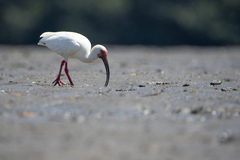 Eudocimus albus