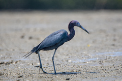 Egretta caerulea
