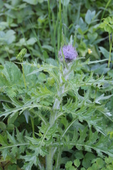 Cirsium edule