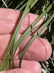 Carex planostachys