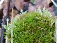 Dicranodontium denudatum
