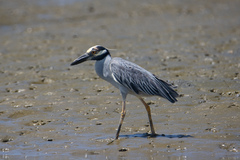 Nyctanassa violacea