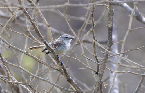 Mouse-colored Tyrannulet (Tumbes)