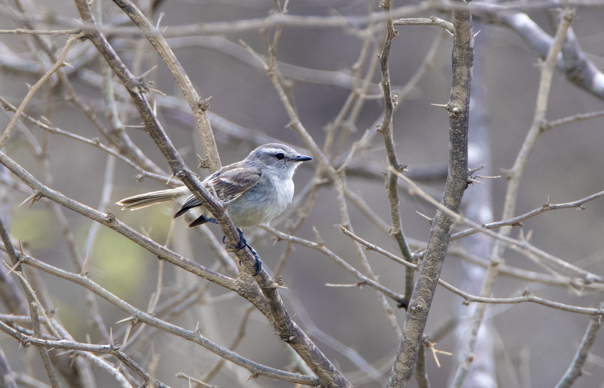 Tumbesian Tyrannulet illustration