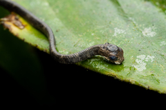 Aplopeltura boa