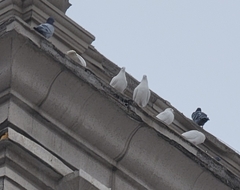 Columba livia domestica