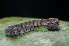 Asthenodipsas laevis