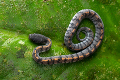 Asthenodipsas laevis