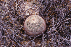 Mammillaria grusonii