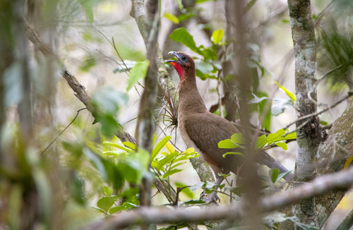Rufous-headed Chachalaca (Ortalis erythroptera), photo 7