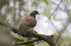 Patagioenas speciosa