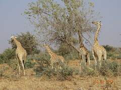 Giraffa camelopardalis peralta