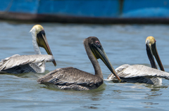 Pelecanus occidentalis