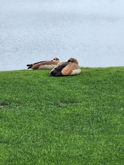 Alopochen aegyptiaca