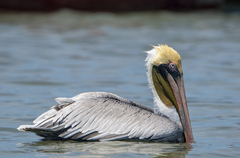 Pelecanus occidentalis