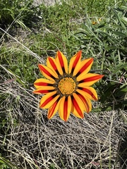 Gazania