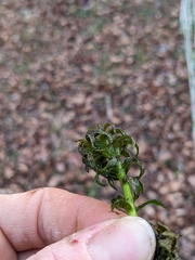 Lagarosiphon major
