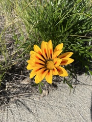 Gazania