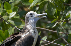 Fregata magnificens