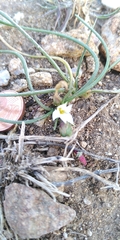 Romulea columnae