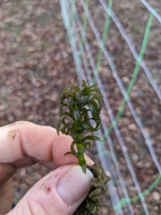 Lagarosiphon major