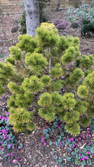 Pinus mugo