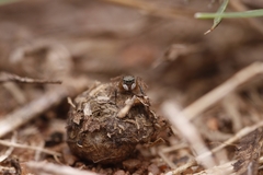 Stenaelurillus sarojinae