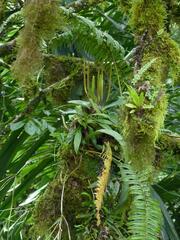 Peperomia obtusifolia