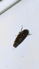 Deltocephalinae
